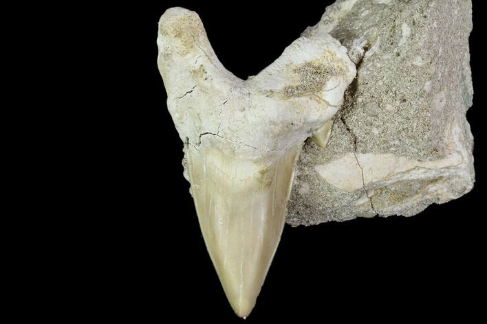 Otodus Shark Tooth Fossil in Rock - Eocene #111049